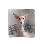 YABI YABI（個別スタンプ：15）