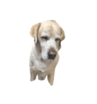 Labrador's daily（個別スタンプ：1）