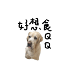 Labrador's daily（個別スタンプ：2）