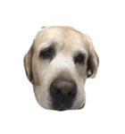 Labrador's daily（個別スタンプ：3）