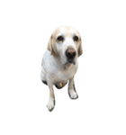 Labrador's daily（個別スタンプ：4）