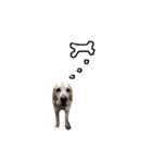 Labrador's daily（個別スタンプ：6）
