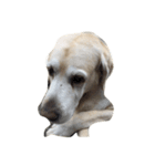 Labrador's daily（個別スタンプ：8）