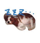 僕はみんなに幸せ運ぶご長寿クッキー（個別スタンプ：6）