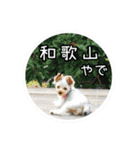 関西弁★ヨークシャーテリア(ヨーキー)（個別スタンプ：24）