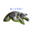 ネコと時々犬（個別スタンプ：2）
