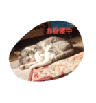 ネコと時々犬（個別スタンプ：6）