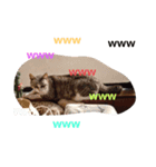 ネコと時々犬（個別スタンプ：7）