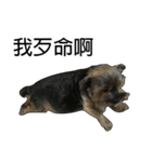 The Fatty Dumb Doggy（個別スタンプ：1）