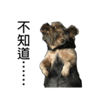 The Fatty Dumb Doggy（個別スタンプ：7）