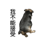 The Fatty Dumb Doggy（個別スタンプ：11）