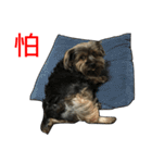 The Fatty Dumb Doggy（個別スタンプ：12）