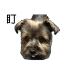 The Fatty Dumb Doggy（個別スタンプ：14）