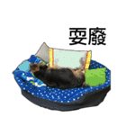 The Fatty Dumb Doggy（個別スタンプ：16）