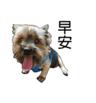 The Fatty Dumb Doggy（個別スタンプ：20）