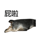 The Fatty Dumb Doggy（個別スタンプ：21）