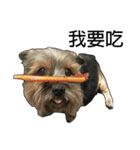 The Fatty Dumb Doggy（個別スタンプ：22）