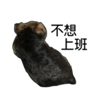 The Fatty Dumb Doggy（個別スタンプ：25）