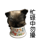 The Fatty Dumb Doggy（個別スタンプ：26）