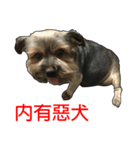 The Fatty Dumb Doggy（個別スタンプ：29）