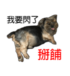 The Fatty Dumb Doggy（個別スタンプ：31）