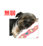 The Fatty Dumb Doggy（個別スタンプ：39）
