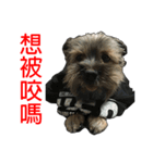 The Fatty Dumb Doggy（個別スタンプ：40）