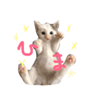赤ちゃんしゅうニャン（個別スタンプ：1）