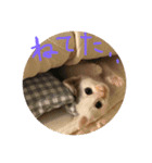 赤ちゃんしゅうニャン（個別スタンプ：2）