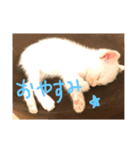 赤ちゃんしゅうニャン（個別スタンプ：3）