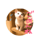 赤ちゃんしゅうニャン（個別スタンプ：4）
