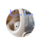 赤ちゃんしゅうニャン（個別スタンプ：6）