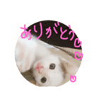 赤ちゃんしゅうニャン（個別スタンプ：7）