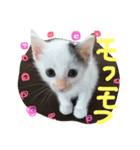 赤ちゃんしゅうニャン（個別スタンプ：8）