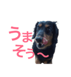 Mダックス☆しゅう（個別スタンプ：3）