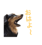Mダックス☆しゅう（個別スタンプ：5）