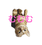 にゃんにゃんにゃーん（個別スタンプ：1）
