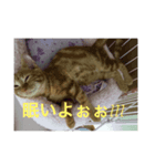 にゃんにゃんにゃーん（個別スタンプ：3）
