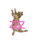 にゃんにゃんにゃーん（個別スタンプ：4）