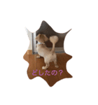 我が家のダックス☆（個別スタンプ：3）