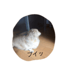 我が家のダックス☆（個別スタンプ：5）