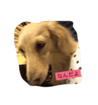 我が家のダックス☆（個別スタンプ：6）
