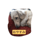 我が家のダックス☆（個別スタンプ：8）