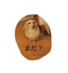 我が家のダックス☆（個別スタンプ：21）