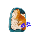 Shiba COLA in Taiwan（個別スタンプ：3）