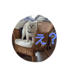 Shouchan＆melon（個別スタンプ：3）