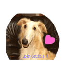 ボルゾイのアレンきゅん（個別スタンプ：1）