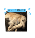 ボルゾイのアレンきゅん（個別スタンプ：10）