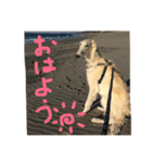 ボルゾイのアレンきゅん（個別スタンプ：12）