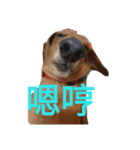l'm Coca（個別スタンプ：11）